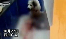 大狗最新爆料视频大全集,揭秘热点事件背后的真相